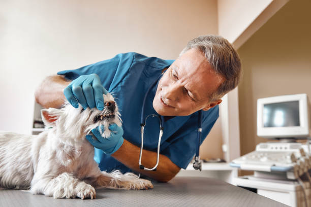 Best Pediatric Emergency Dentist in West Union, IA